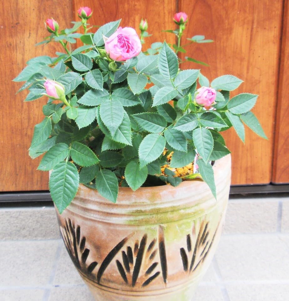 Amazon.co.jp: ミニバラの苗 薔薇 コルダナシリーズ 四季咲き 強健